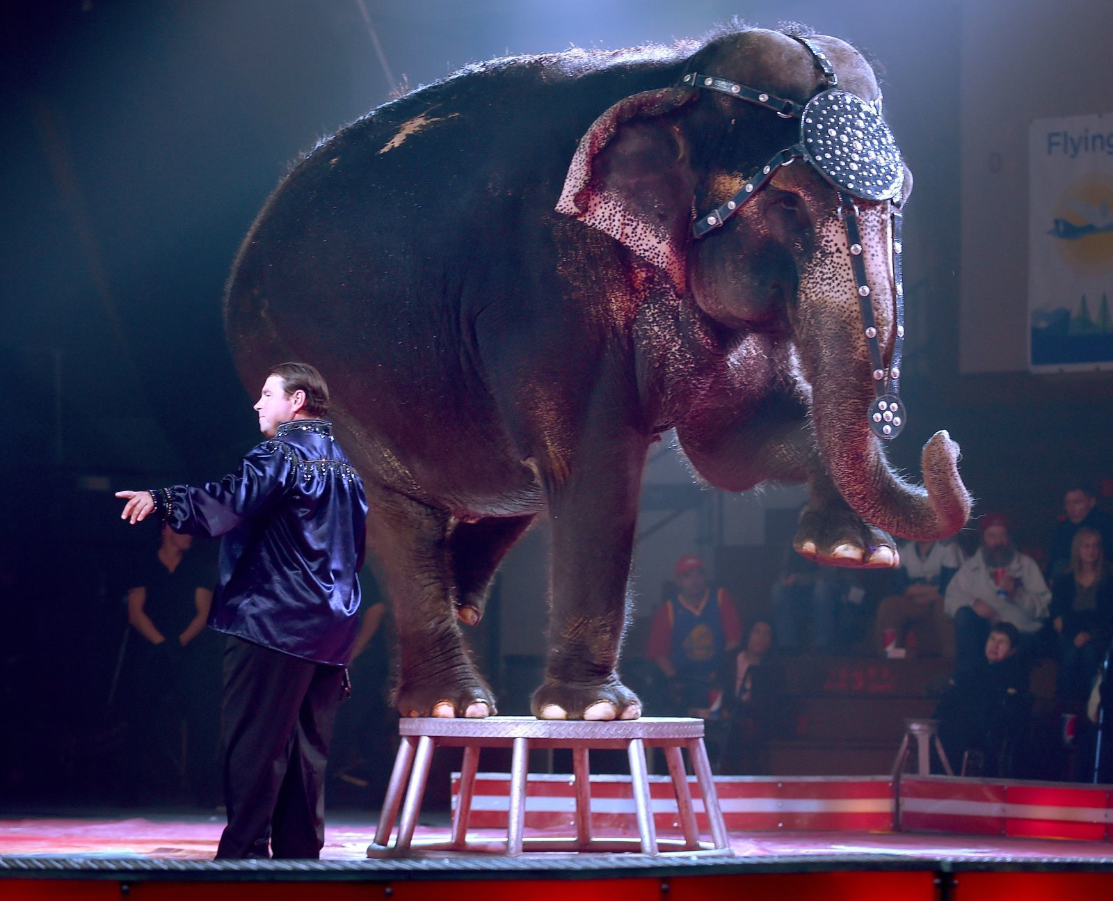 An elephant performs
